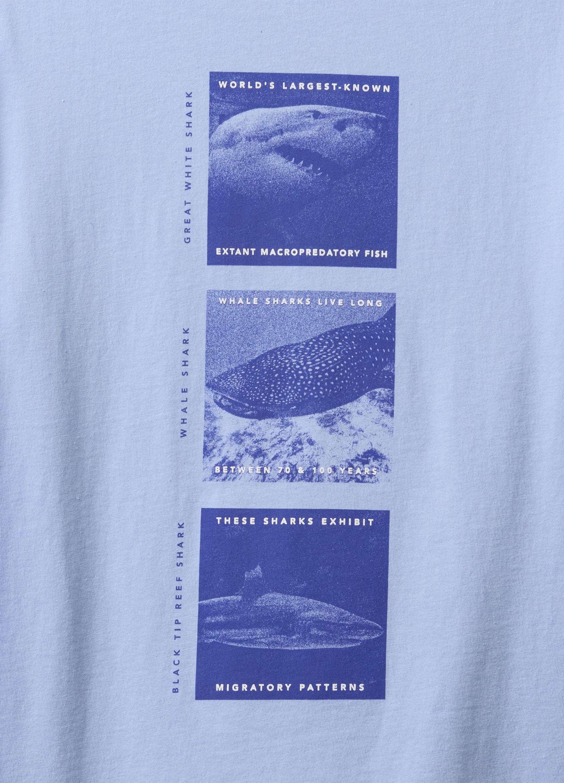 T-shirt azzurra con stampa di squali_1