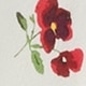 Bianco avorio